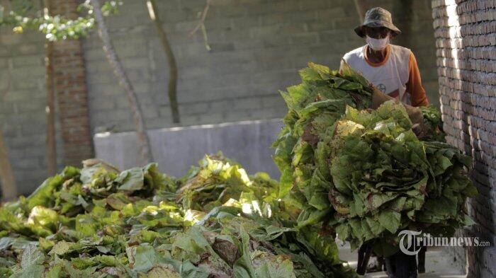 Petani Tembakau Tuntut Kebijakan Disparitas Cukai Rokok