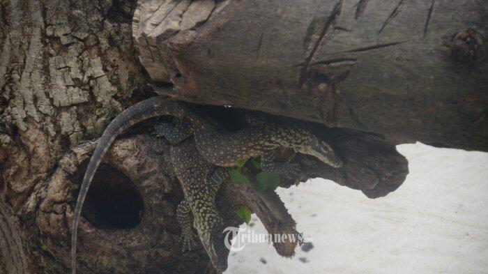 Kebun Binatang Surabaya Berhasil Tetaskan 74 Anakan Komodo, Sukses Terbesar