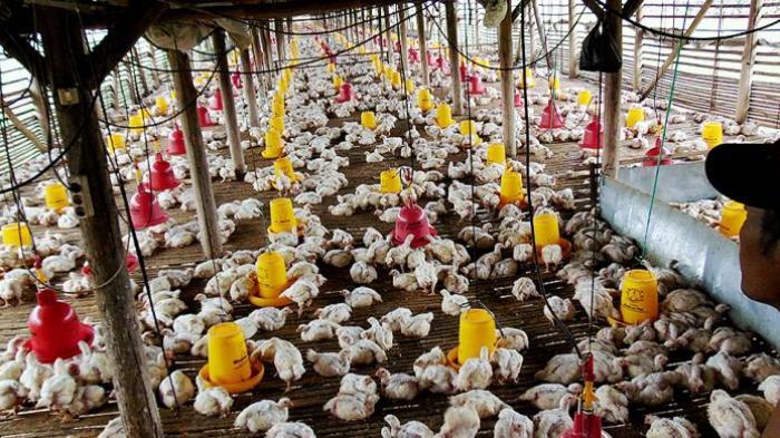 Harga Ayam Pedaging Anjlok, Peternak Ayam di Ciamis Rugi Rp 1 Milyar per Hari