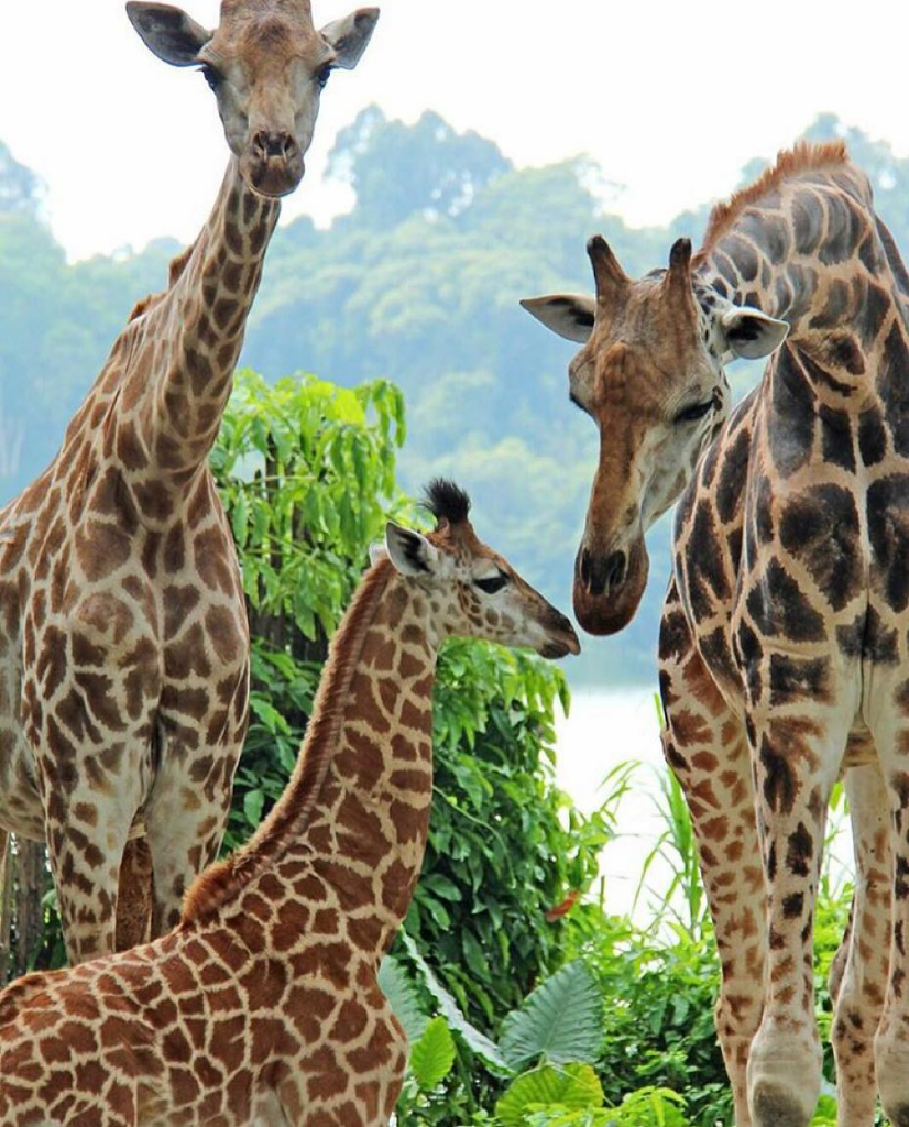 "Saatnya Impian Jadi Nyata" Liburan Di Singapura Khusus Animal Lovers
