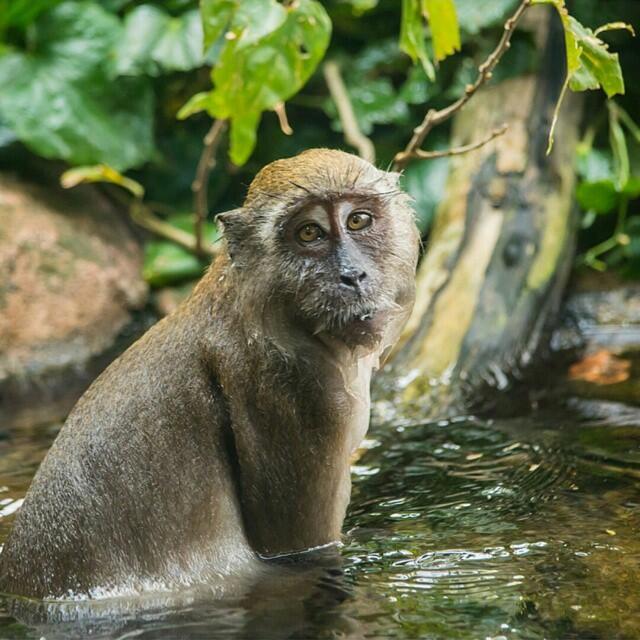 "Saatnya Impian Jadi Nyata" Liburan Di Singapura Khusus Animal Lovers
