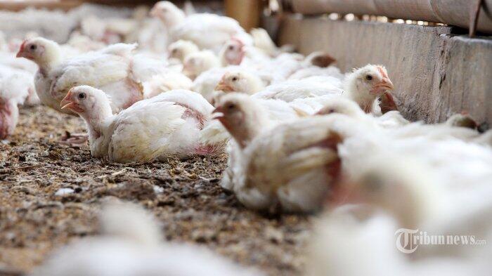 Kata Peternak Soal Merosotnya Harga Ayam Potong
