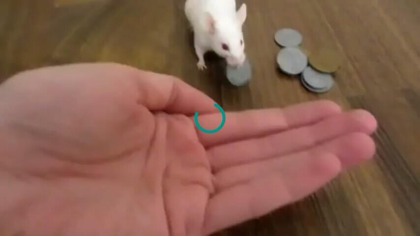  Swasembada Pangan Penting, Tikus Jadi Stok 
