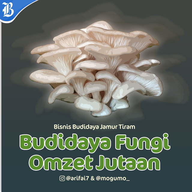 Cara Budidaya Jamur Tiram, Nikmat Keuntungan dengan Modal Secuil