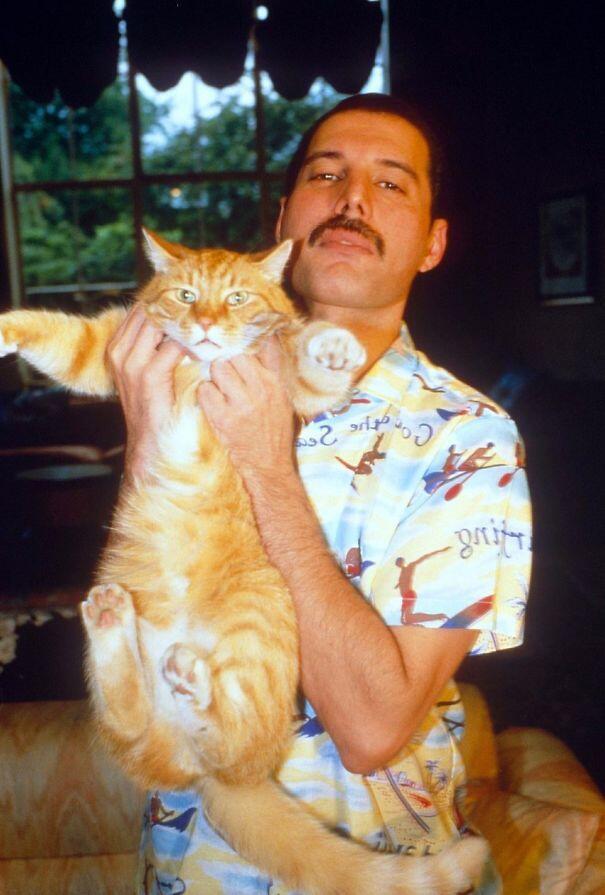 Fakta Tentang Kucing Freddie Mercury yang Nggak Semua Orang Tahu!