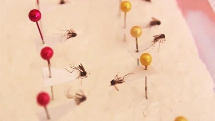 Seorang Warga di Jakarta Timur Meninggal Akibat DBD