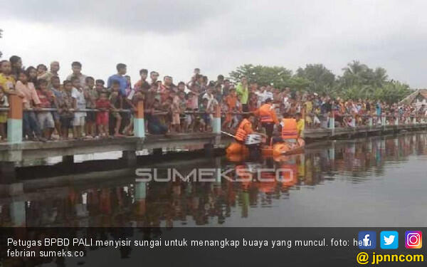 Buaya Sepanjang 4 Meter Hebohkan Warga Penukal Abab Lematang Ilir