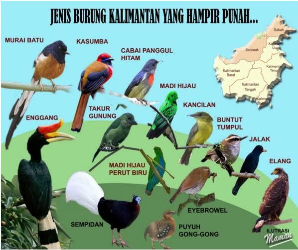 MENIKMATI KICAUAN BURUNG LIAR