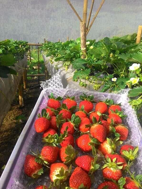 Di Kebun Strawberry Nenek