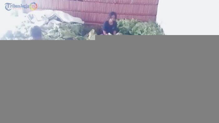 Peneliti Anggap Jokowi dan Prabowo Tak Miliki Komitmen Untuk Pengendalian Tembakau