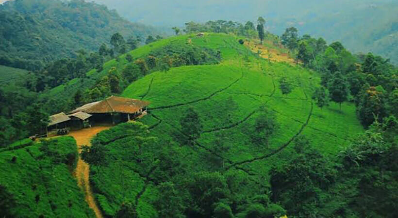 94 Gambar Pemandangan Kebun Teh Kekinian 94 Gambar Pemandangan Kebun Teh Kekinian