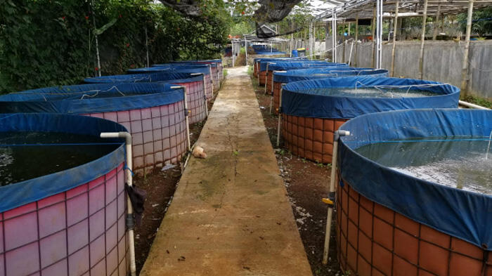 Budidaya Udang Vaname Masa Panen 45 Hari atau 2 Kali Lebih Cepat Dari Budidaya Biasa