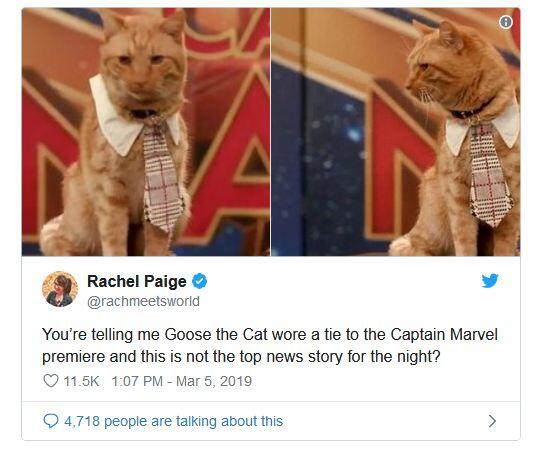  Fakta Tentang Goose Si Kucing Alien di Captain Marvel !