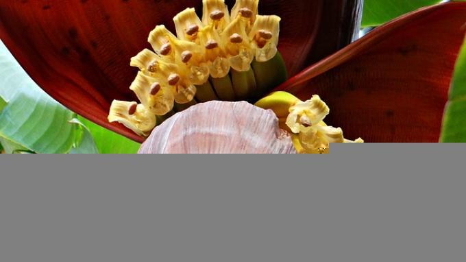 Konsumsi Jantung Pisang Punya Manfaat Buat Kesehatan