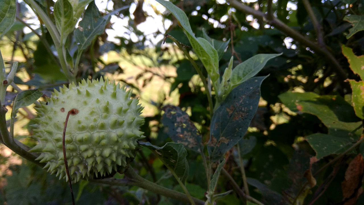 ( Bahaya ) Buah Tumbuhan ini Bisa Membuat Mabuk Hampir Seharian Penuh