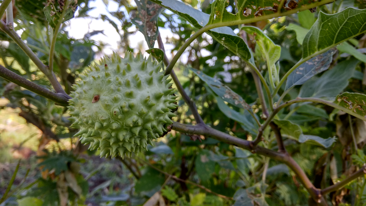 ( Bahaya ) Buah Tumbuhan ini Bisa Membuat Mabuk Hampir Seharian Penuh