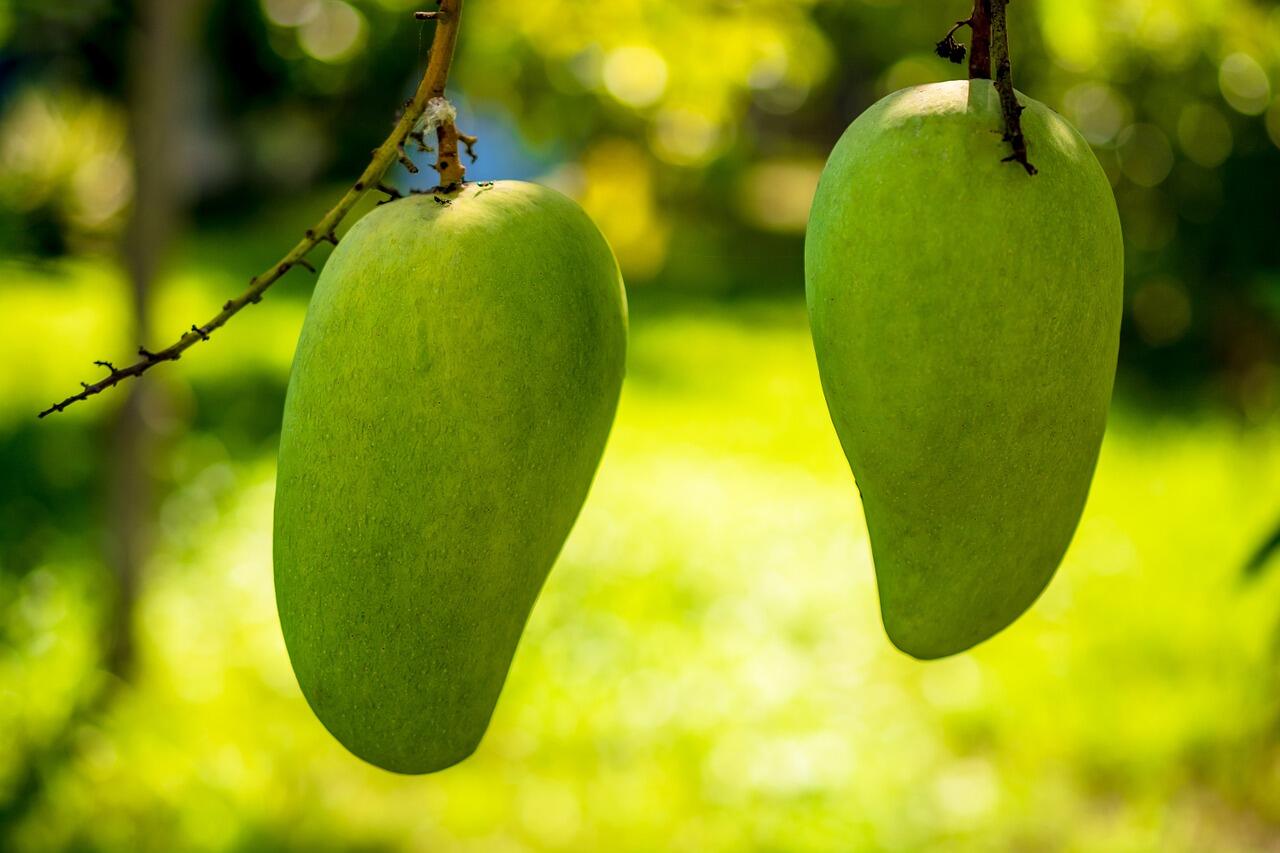 Tips Mengenali Mangga Masak Pohon