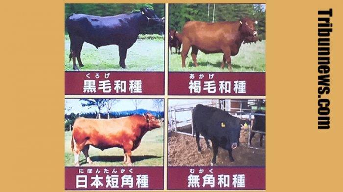 Beda Wagyu Dengan Kokusangyu, Jadi Sangat Terkenal di Luar Jepang