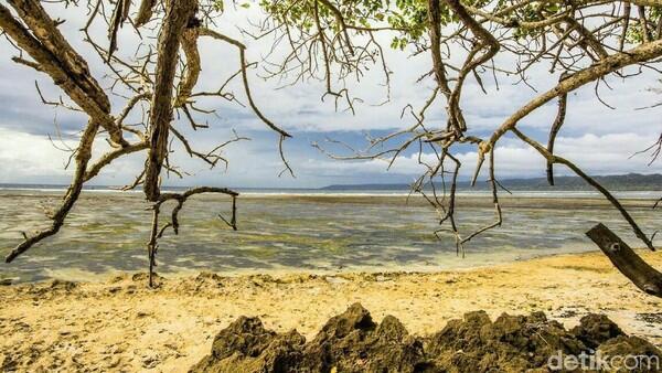 Infrastruktur Diperbaiki, Wisatawan ke TN Alas Purwo Melonjak