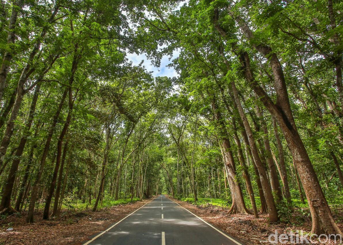 Infrastruktur Diperbaiki, Wisatawan ke TN Alas Purwo Melonjak