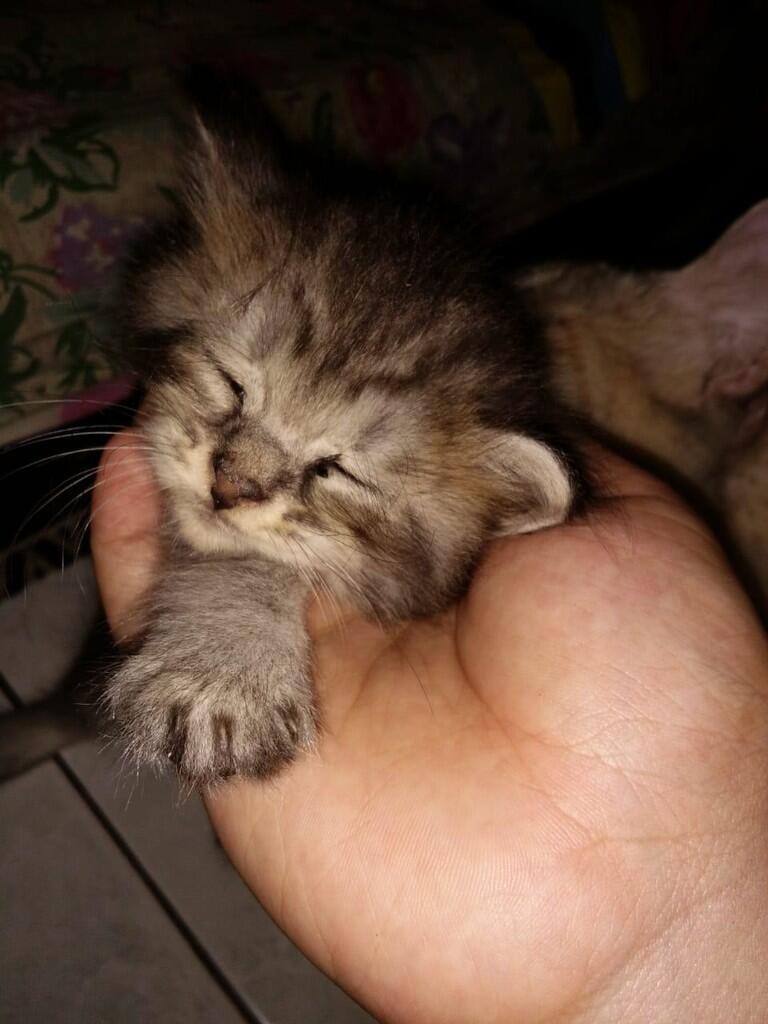 Kucing Persia atau Domestik? | KASKUS