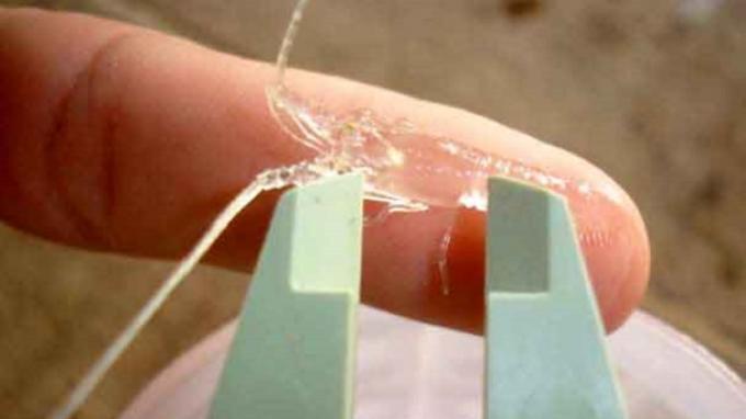 Pemerintah Gagalkan Penyelundupan 245 Ribu Benih Lobster di Batam