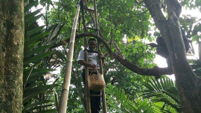 Panen Duku Condet, Gubernur Anies Panjat Tangga