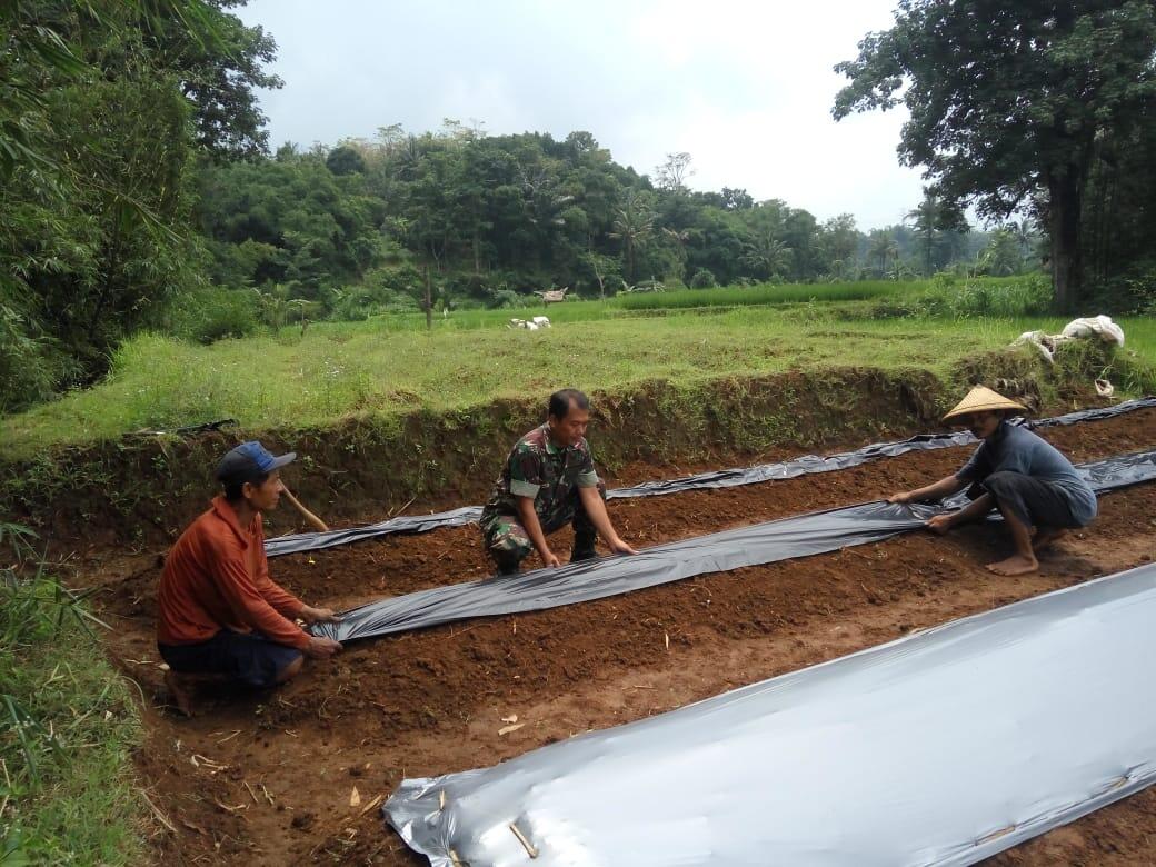 Tukar Pikiran, Babinsa Guyangan Komsos Dengan Pembudidaya Cabe