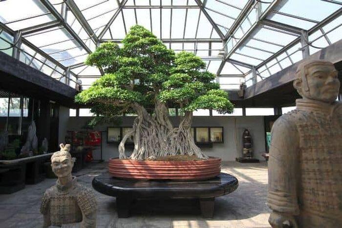 Bonsai Tertua di Dunia Bentuknya Kayak Apa ya? Cekidot Gan Sis!