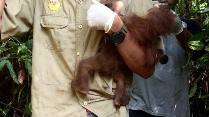 Bayi Orangutan Meninggal krn Kelaparan Setelah Induknya Tertembak Pekerja Perkebunan