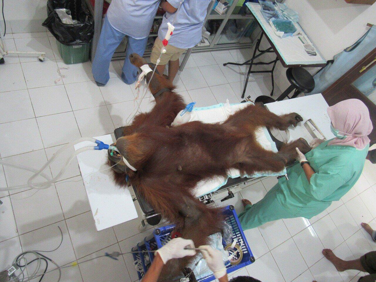 Bayi Orangutan Meninggal krn Kelaparan Setelah Induknya Tertembak Pekerja Perkebunan