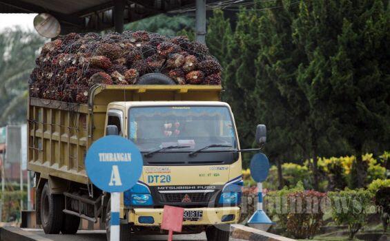 Harga CPO Kembali Turun 1,39 Persen Akibat Keputusan Uni Eropa