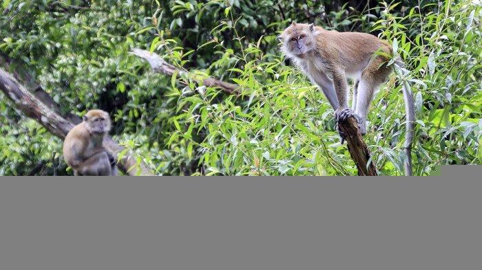Puluhan Kera Turun Gunung dan Rusak Tanaman Warga Di Desa Tiyaran, Bulu, Sukoharjo
