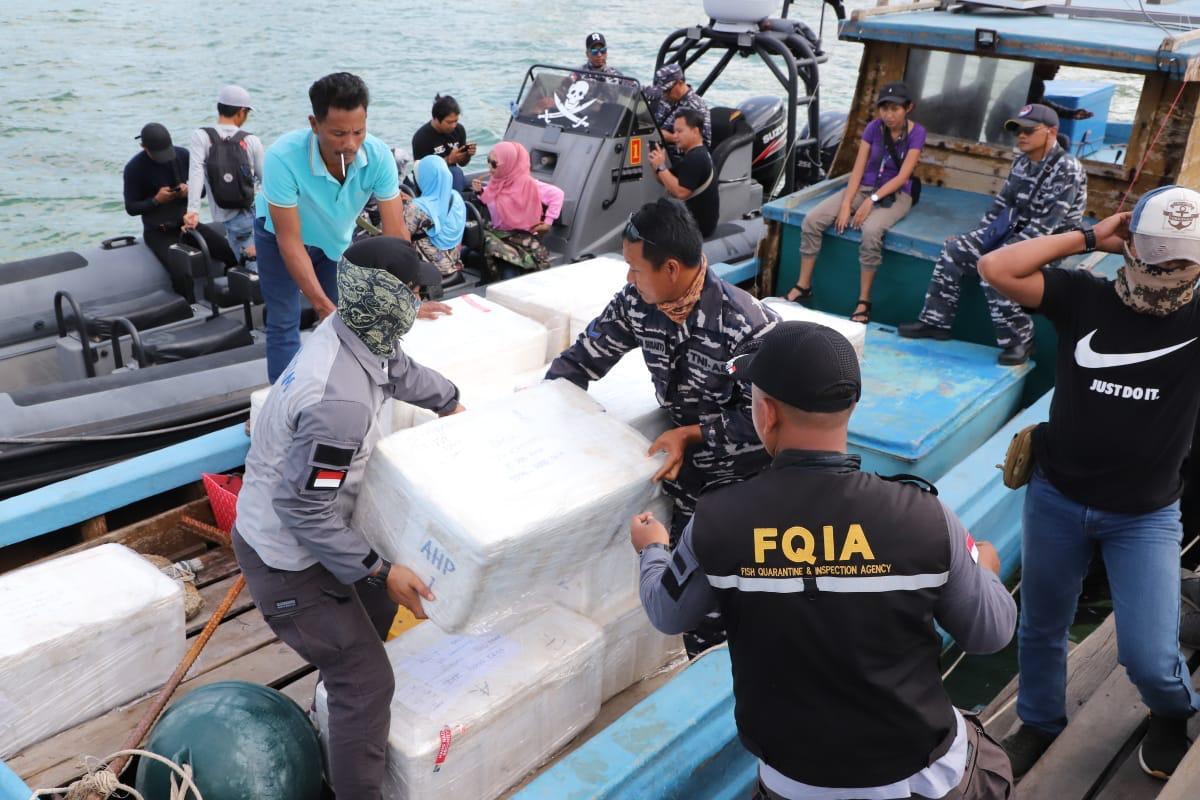 Penyelundupan 245 Ribu Benih Lobster di Batam Digagalkan