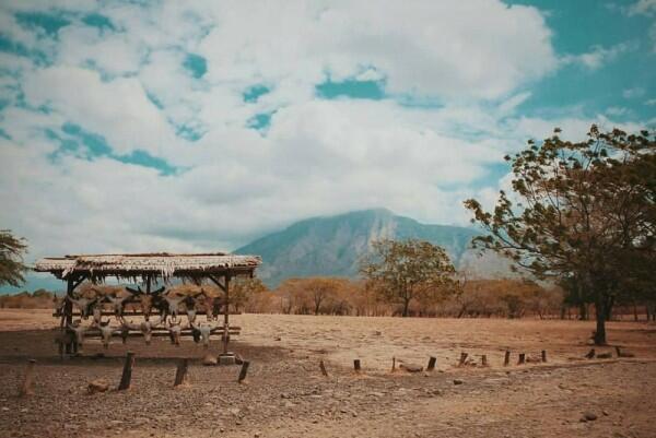 Bagai Bertualang di Afrika, Ini 7 Pesona Baluran yang Wajib Kamu Tahu