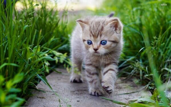 5 Mitos Tentang Kucing yang Sangat Misteri, Kamu Percaya Gak?