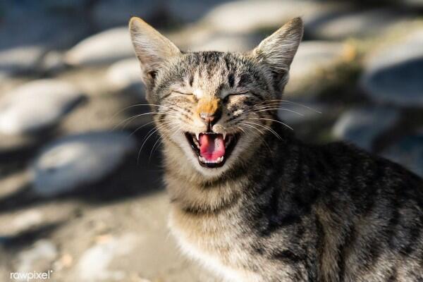 5 Mitos Tentang Kucing yang Sangat Misteri, Kamu Percaya Gak?