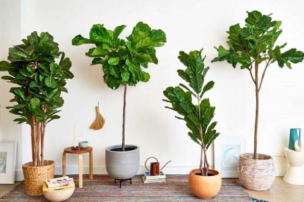 10 Tanaman yang Bikin Kamar Kosmu Lebih Fresh, Betah Gak Keluar Kamar!