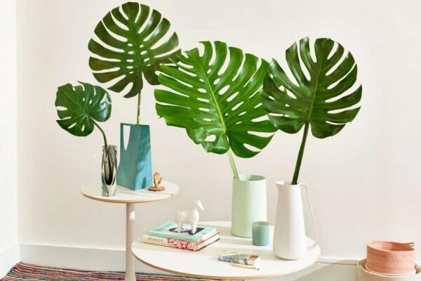10 Tanaman yang Bikin Kamar Kosmu Lebih Fresh, Betah Gak Keluar Kamar!