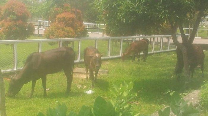 Sapi Berkeliaran di Kompleks Pemerintahan Pidie Jaya