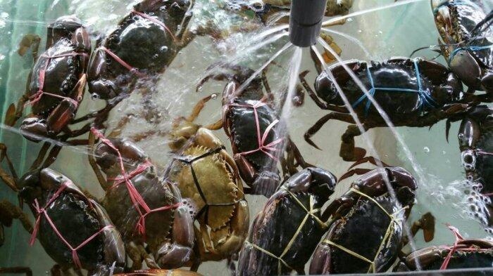 Pemprov Kaltara Tidak Pernah Janjikan Legalisasi Penangkapan Kepiting