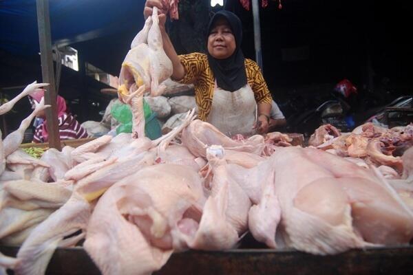Ini Langkah Kementan Stabilkan Harga Daging Ayam