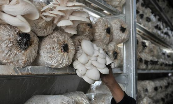 Bisnis Budidaya Jamur, yuk dicoba