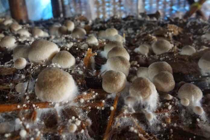 Bisnis Budidaya Jamur, yuk dicoba