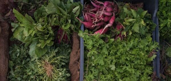6 Alasan Pentingnya Kita Makan Banyak Buah & Sayuran
