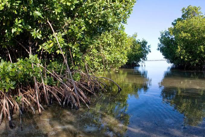 Kuliner Buah Mangrove Bisa Jadi Alternatif Gantikan Nasi. Benarkah?