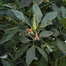 Kuliner Buah Mangrove Bisa Jadi Alternatif Gantikan Nasi. Benarkah?