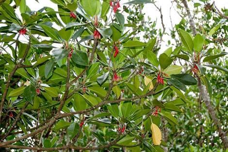 Kuliner Buah Mangrove Bisa Jadi Alternatif Gantikan Nasi. Benarkah?