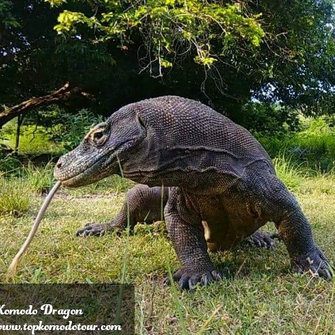 Komodo And Flores Island Tour