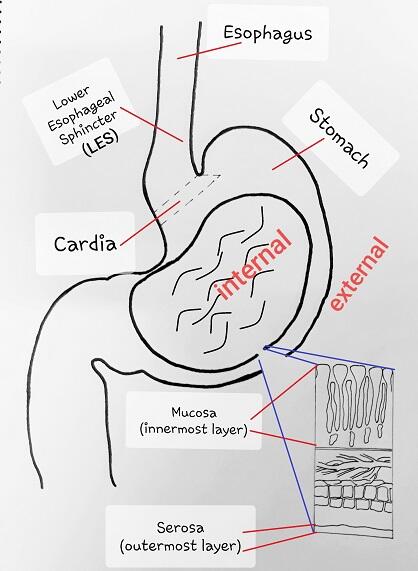 Penyakit Asam Lambung (GERD)